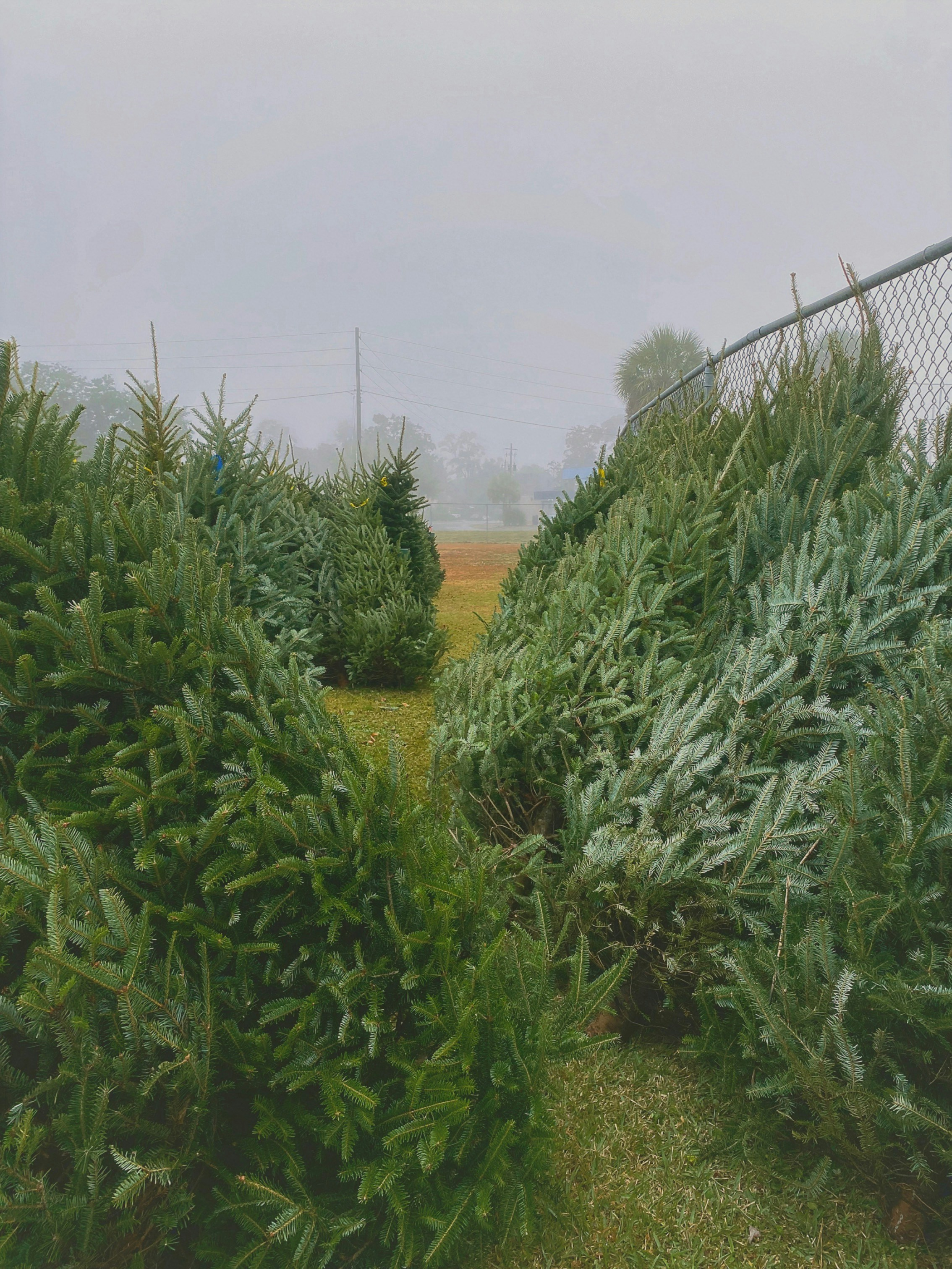 Fresh Christmas Trees
